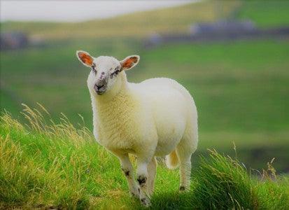 Australian Wool Surround Pillow - Mattressville